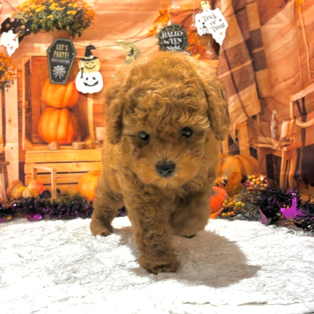 福岡県のトイプードル(トイ) (犬の家＆猫の里トリアス久山店/2026年8月15日生まれ/男の子/レッド)の子犬の2枚目の画像
