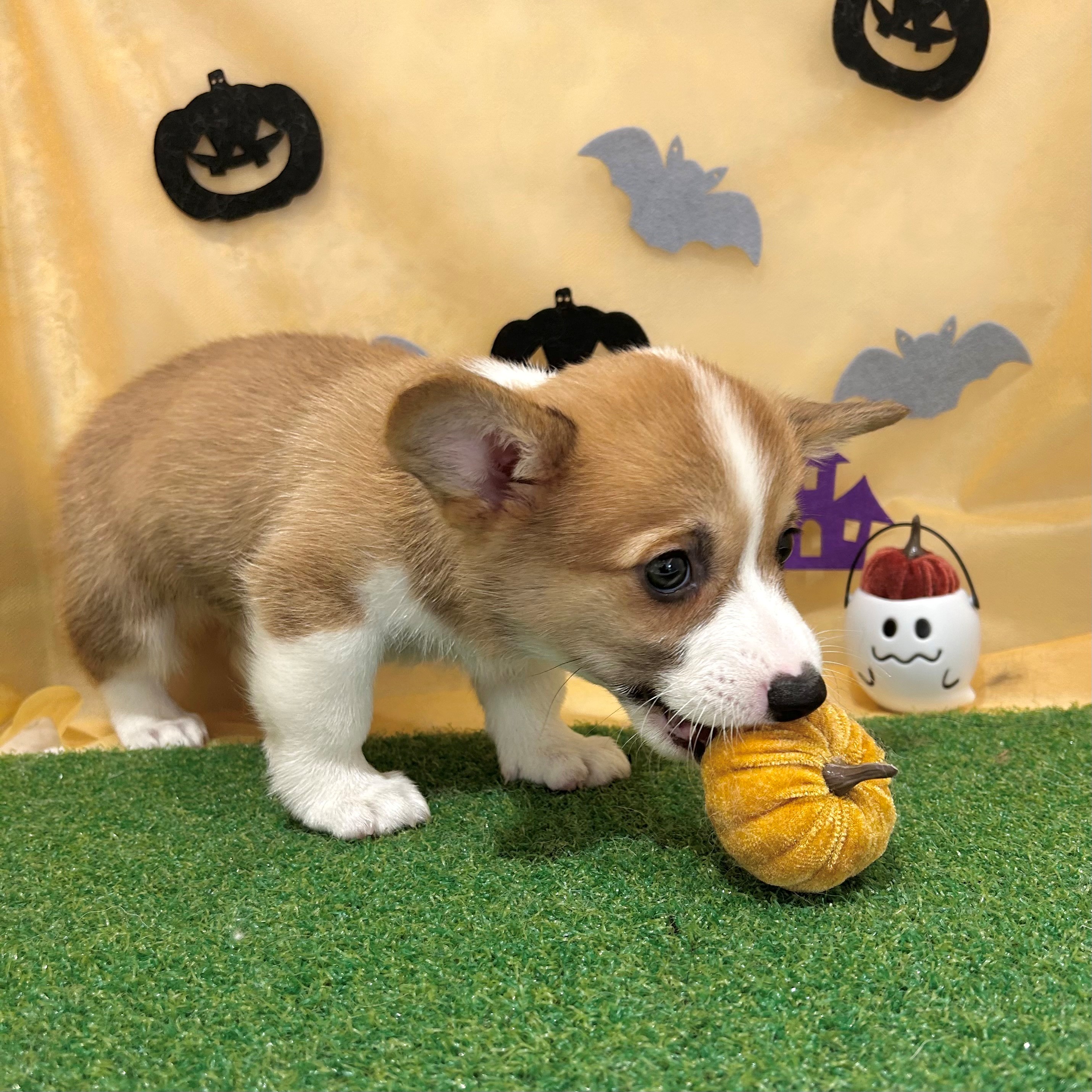 福岡県のウェルシュコーギーペンブローク (犬の家＆猫の里くりえいと宗像店/2026年8月15日生まれ/女の子/レッドホワイト)の子犬の2枚目の画像
