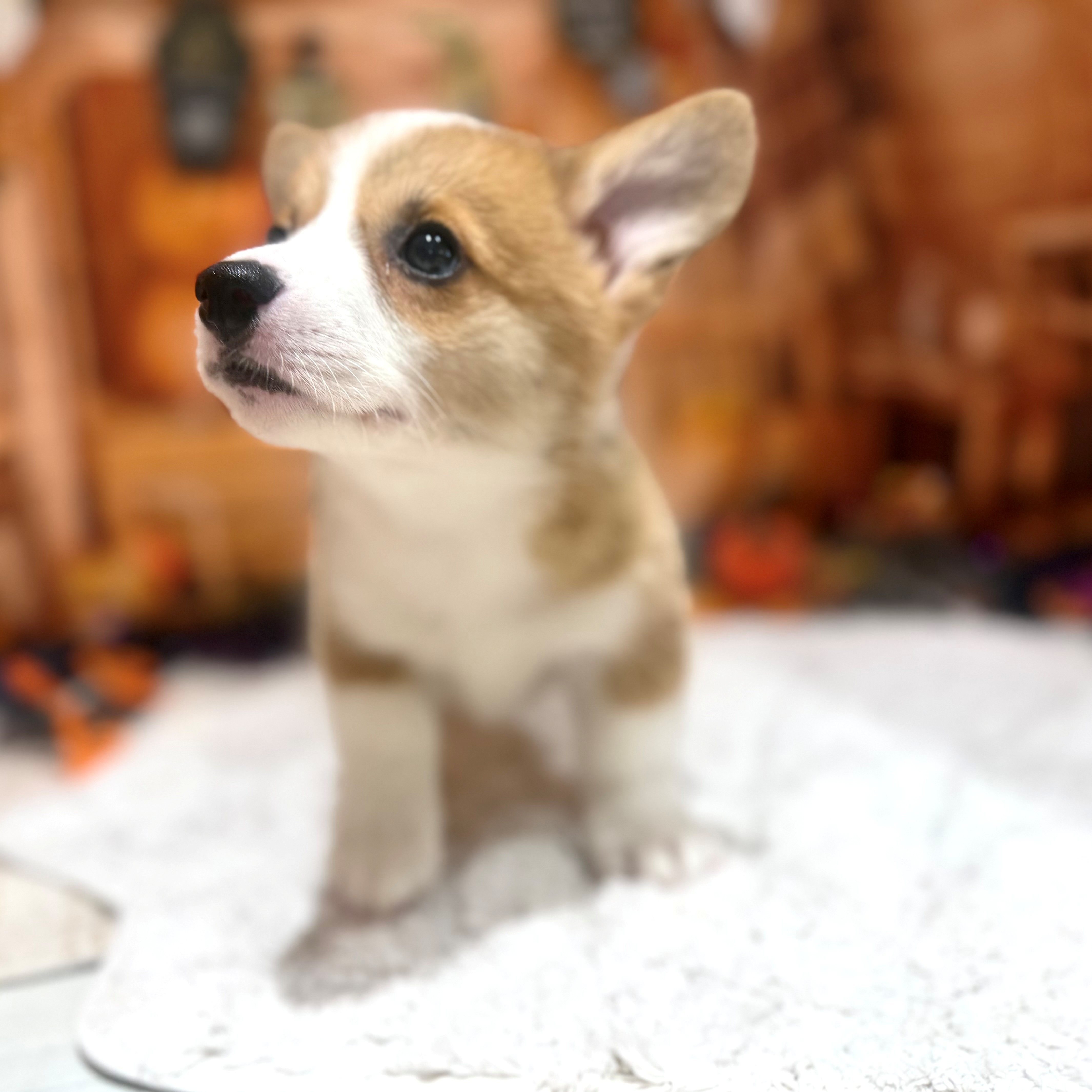 福岡県のウェルシュコーギーペンブローク (犬の家＆猫の里トリアス久山店/2026年8月15日生まれ/女の子/レッドホワイト)の子犬の2枚目の画像