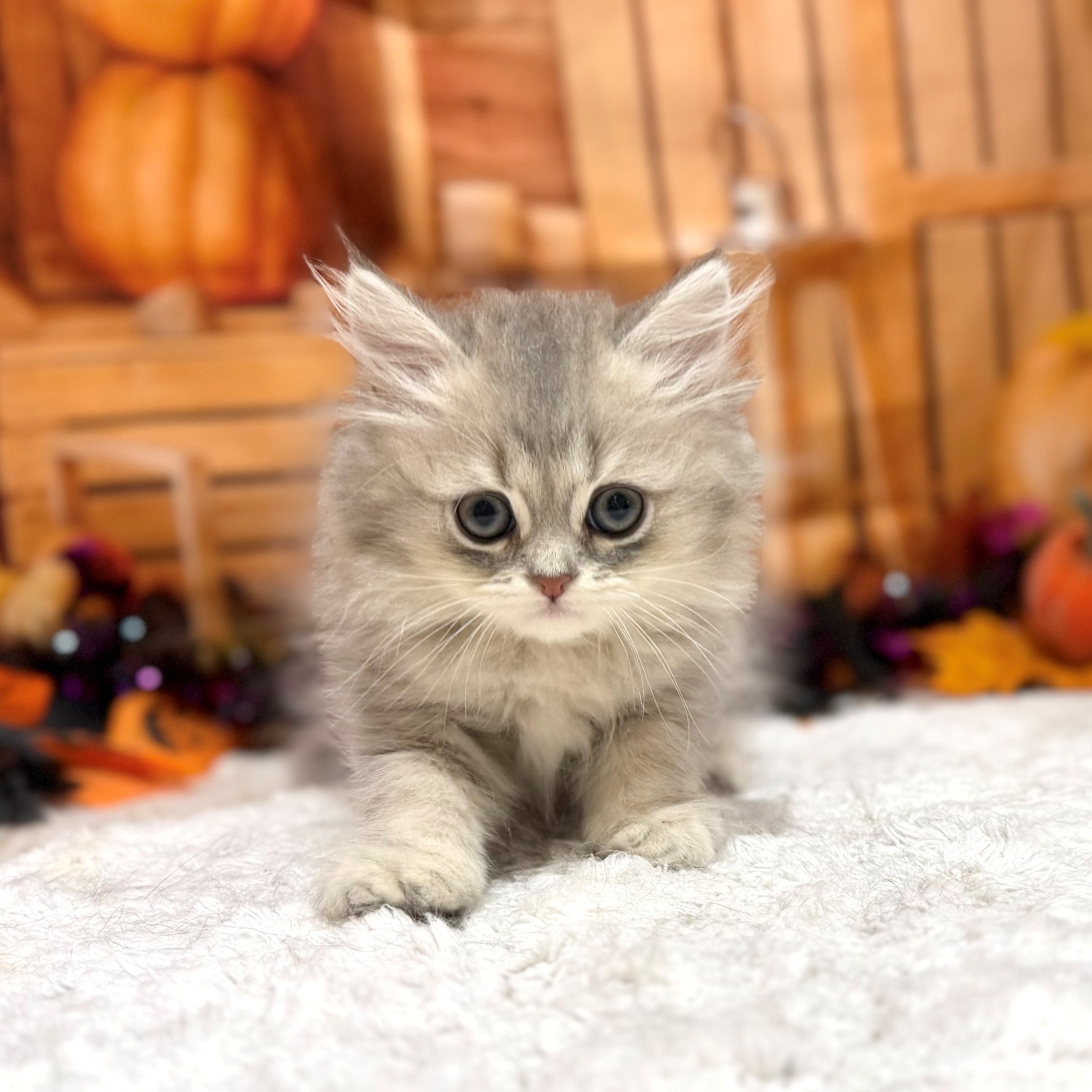 福岡県のペルシャ (犬の家＆猫の里トリアス久山店/2026年8月16日生まれ/女の子/ブルーチンチラゴールデン)の子猫の1枚目の画像