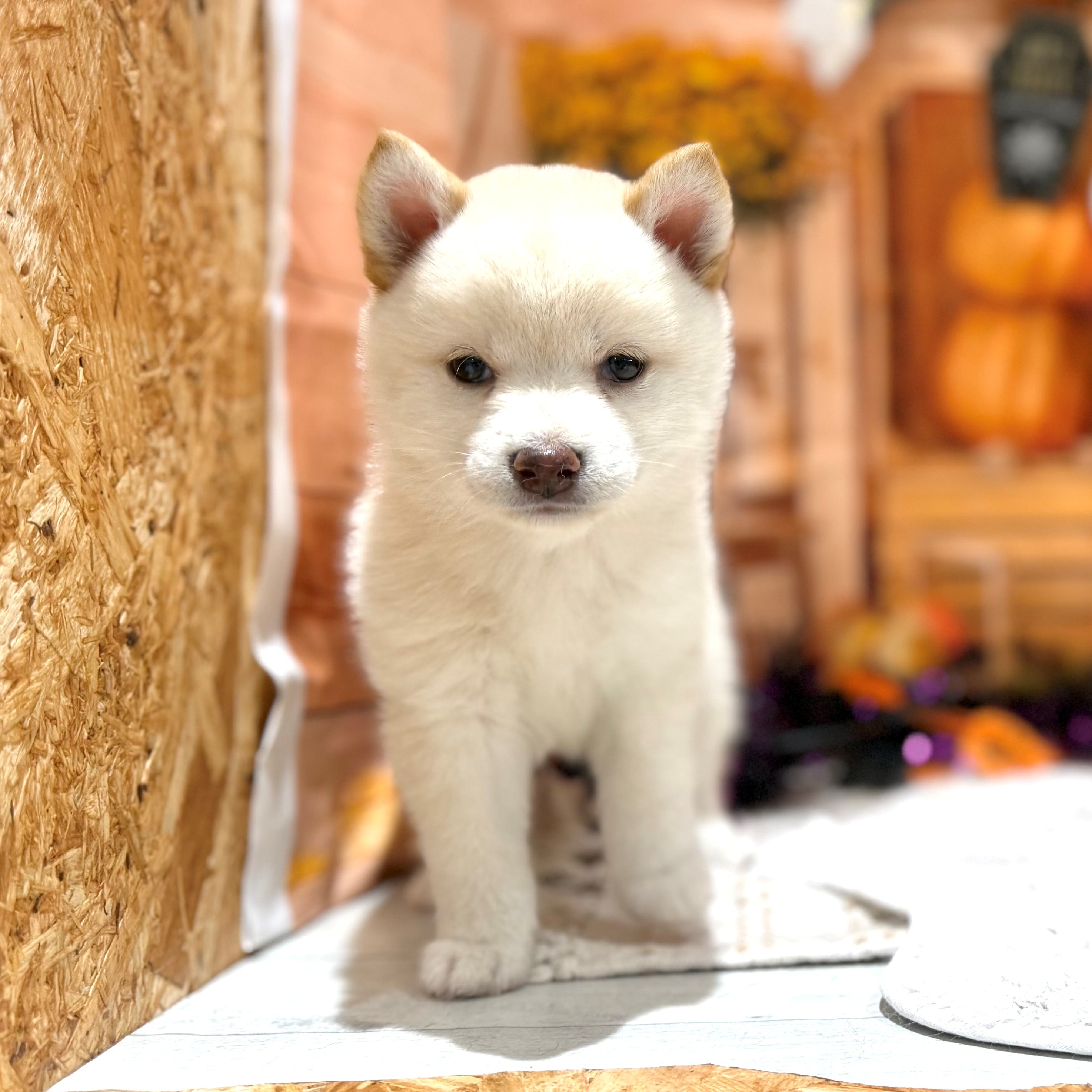 福岡県の豆柴 (犬の家＆猫の里トリアス久山店/2026年8月17日生まれ/女の子/白)の子犬の2枚目の画像