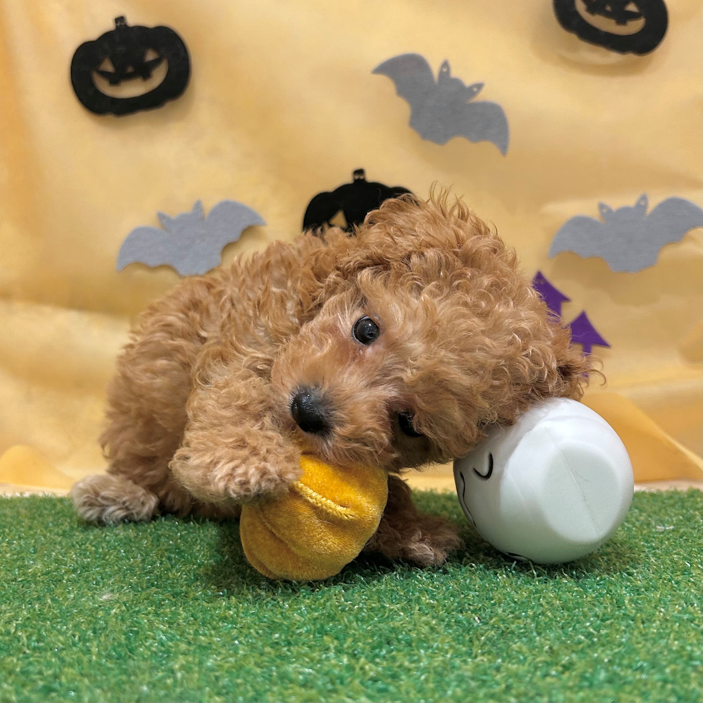 福岡県のマルプー(マルチーズ×プードル) (犬の家＆猫の里くりえいと宗像店/2026年8月15日生まれ/男の子/アプリコット)の子犬の2枚目の画像