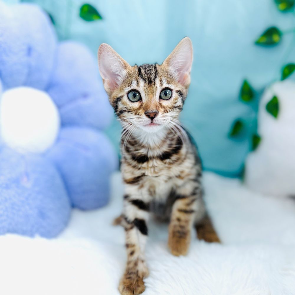 愛知県のベンガル (犬の家＆猫の里愛知刈谷店/2026年8月17日生まれ/女の子/ブラウンスポットタビー)の子猫の1枚目の画像