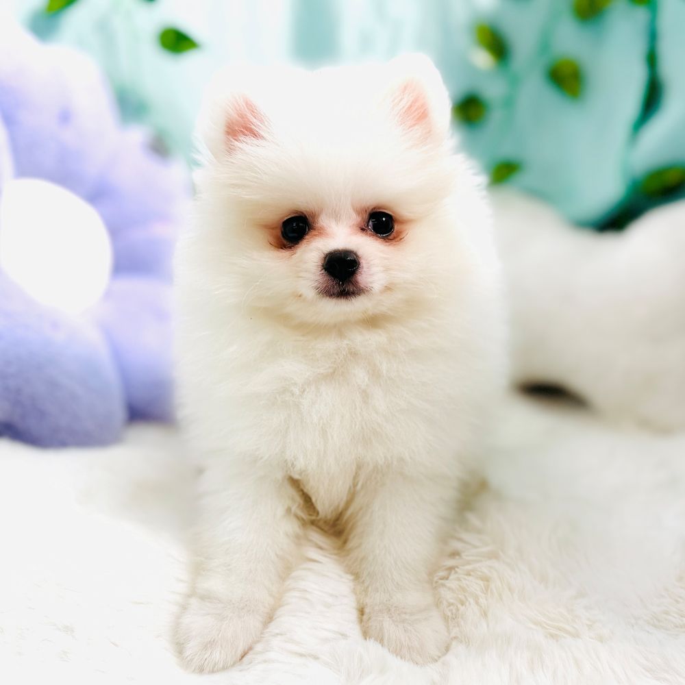 愛知県のポメラニアン (犬の家＆猫の里愛知刈谷店/2026年8月19日生まれ/男の子/クリーム)の子犬の2枚目の画像