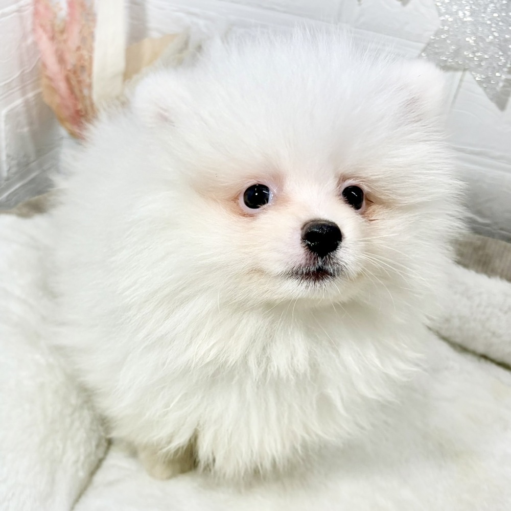 兵庫県のポメラニアン (犬の家＆猫の里ニッケパークタウン加古川店/2026年8月19日生まれ/男の子/ホワイト)の子犬の1枚目の画像