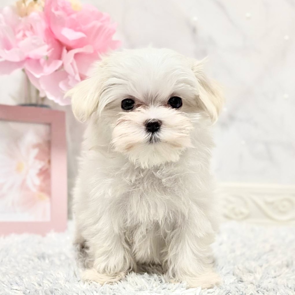 福井県のマルチーズ (犬の家＆猫の里福井店/2026年8月19日生まれ/女の子/ホワイト)の子犬の1枚目の画像
