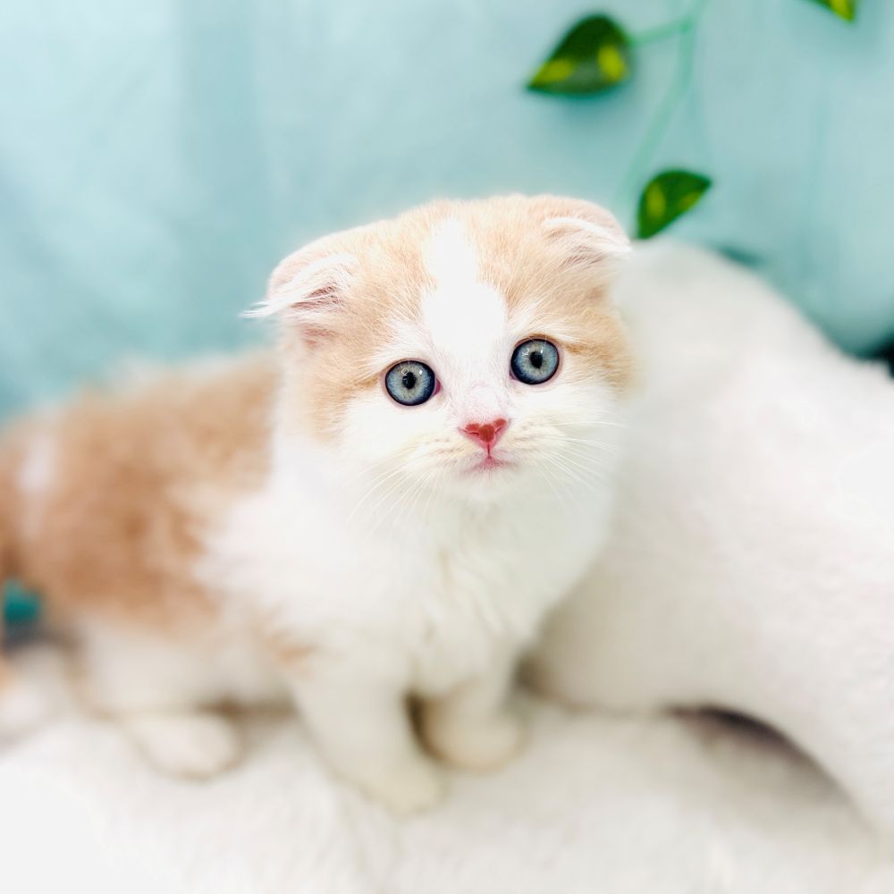 愛知県のスコティッシュフォールド (犬の家＆猫の里愛知刈谷店/2026年8月19日生まれ/女の子/クリームタビーホワイト)の子猫の1枚目の画像