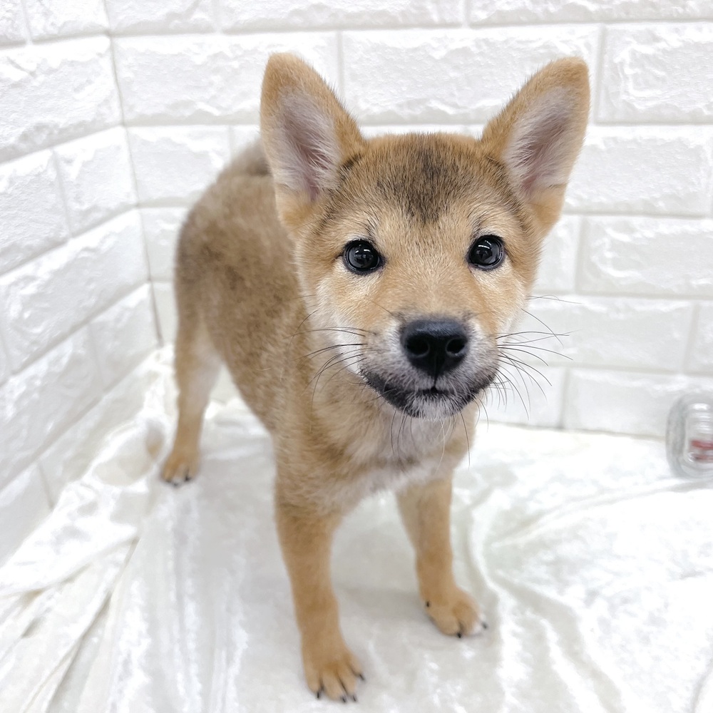 愛知県の柴犬(標準サイズ) (犬の家＆猫の里名古屋天白店/2026年6月24日生まれ/男の子/赤)の子犬の1枚目の画像