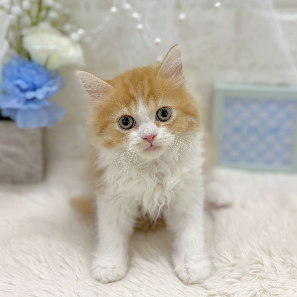福井県のスコティッシュフォールド (犬の家＆猫の里アミーゴ福井大和田店/2026年8月17日生まれ/男の子/レッドタビーホワイト)の子猫の1枚目の画像