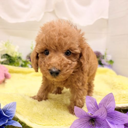 愛知県のダップー(ダックス×プードル) (犬の家＆猫の里碧南店/2026年8月15日生まれ/男の子/レッド)の子犬の2枚目の画像