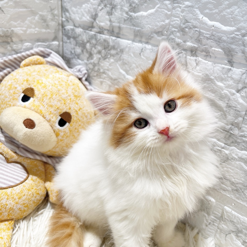 愛知県のスコティッシュストレート (犬の家＆猫の里MiO香久山店/2026年8月19日生まれ/女の子/レッドタビーホワイトバン)の子猫の2枚目の画像