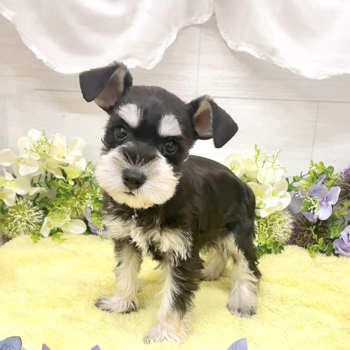 愛知県のミニチュアシュナウザー (犬の家＆猫の里碧南店/2026年8月18日生まれ/女の子/ブラックシルバー)の子犬の1枚目の画像