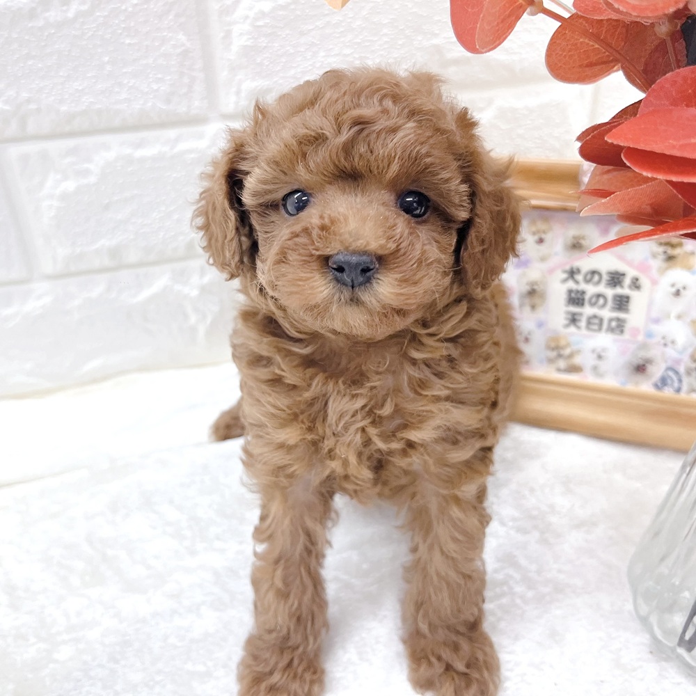 愛知県のトイプードル(トイ) (犬の家＆猫の里名古屋天白店/2026年8月19日生まれ/女の子/レッドフォーン)の子犬の2枚目の画像