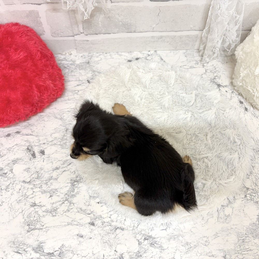 京都府のチワックス(チワワ×ダックス) (犬の家＆猫の里京都精華店/2026年8月19日生まれ/女の子/ブラッククリーム)の子犬の2枚目の画像