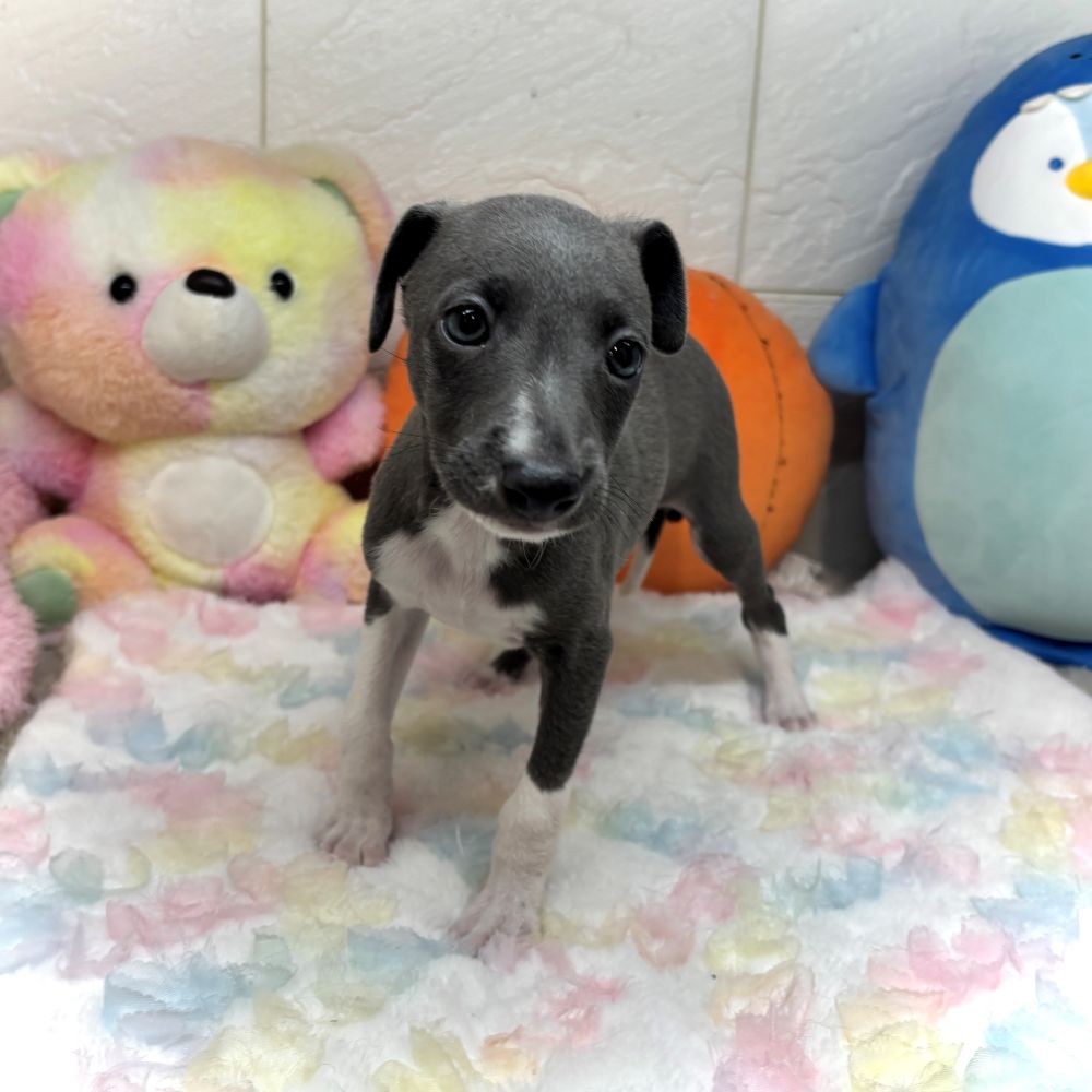 兵庫県のイタリアングレーハウンド (犬の家＆猫の里ゆめタウン姫路店/2026年8月19日生まれ/男の子/ブルーホワイトマーキングス)の子犬の2枚目の画像