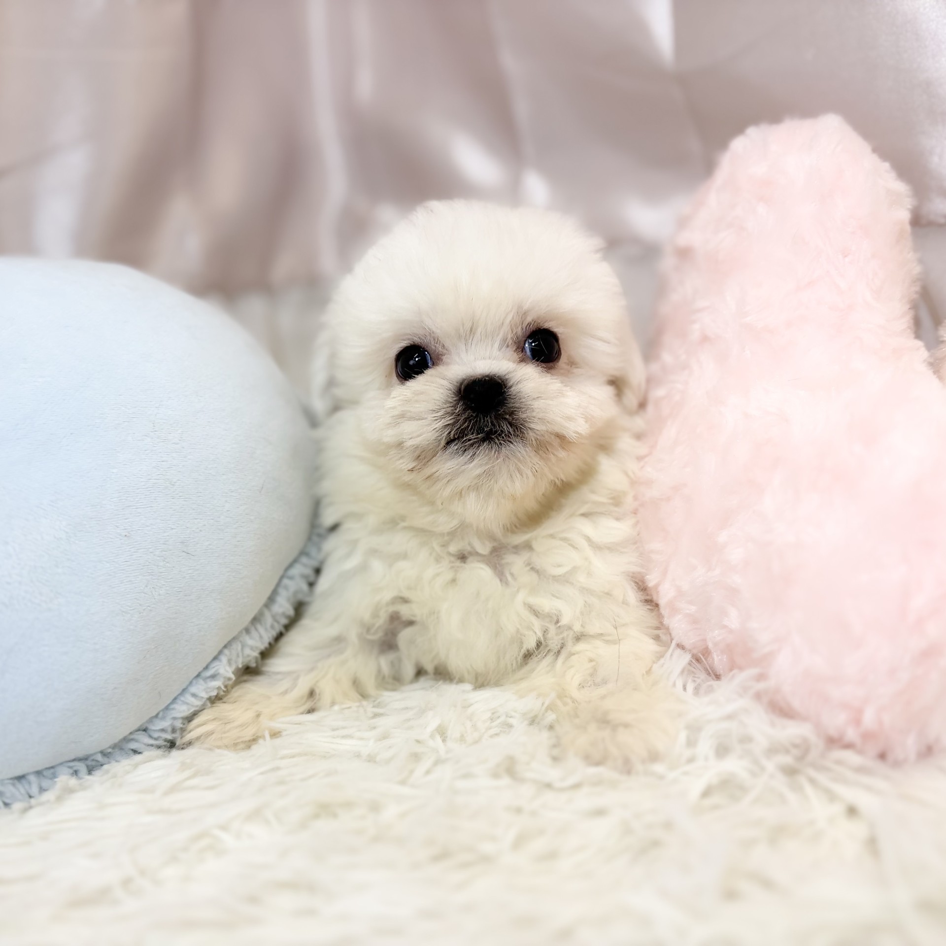 兵庫県のハーフ犬・ミックス犬 (犬の家＆猫の里カナート西神戸店/2026年8月20日生まれ/男の子/ホワイト)の子犬の2枚目の画像