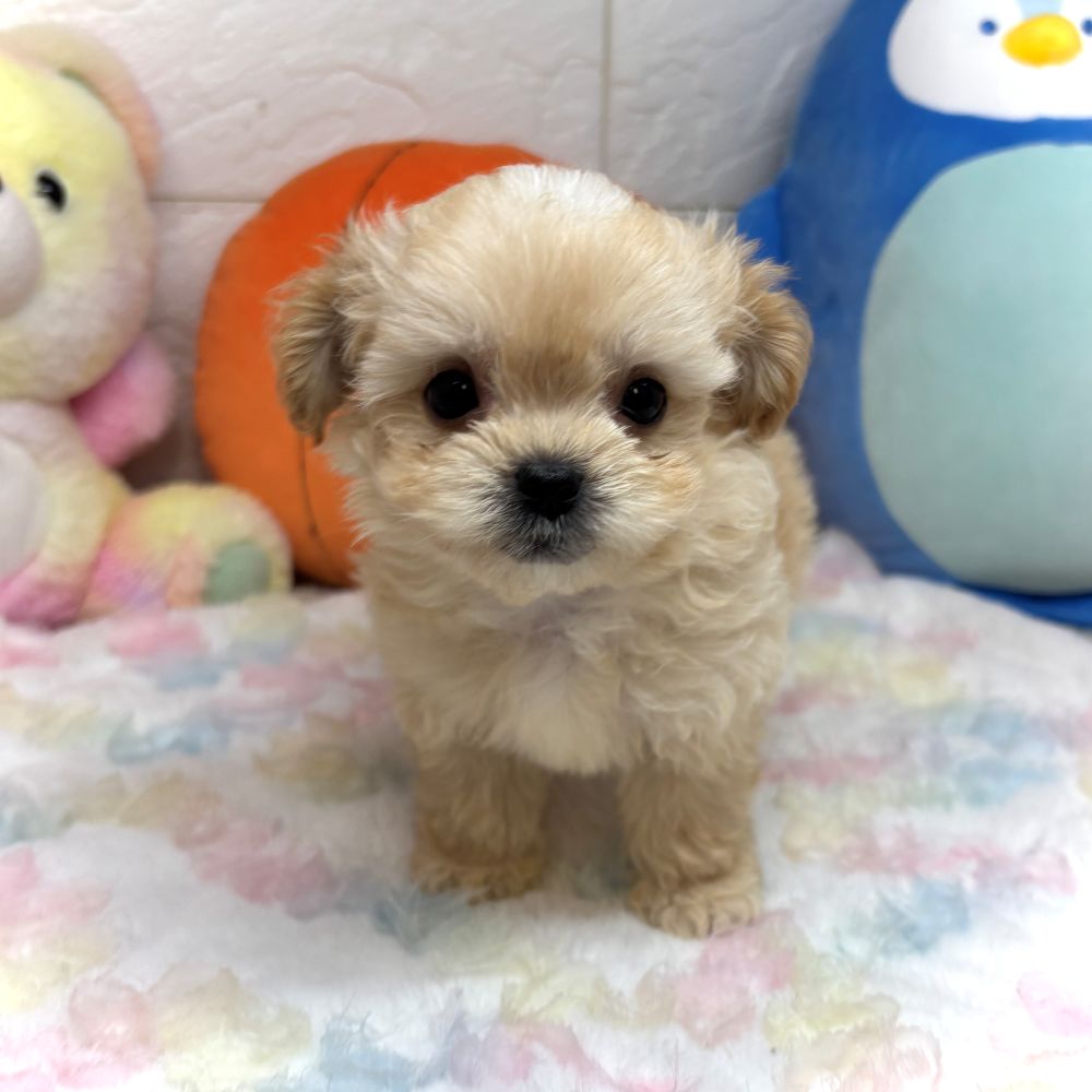兵庫県のペキプー(ペキニーズ×プードル) (犬の家＆猫の里ゆめタウン姫路店/2026年8月20日生まれ/男の子/クリーム)の子犬の2枚目の画像