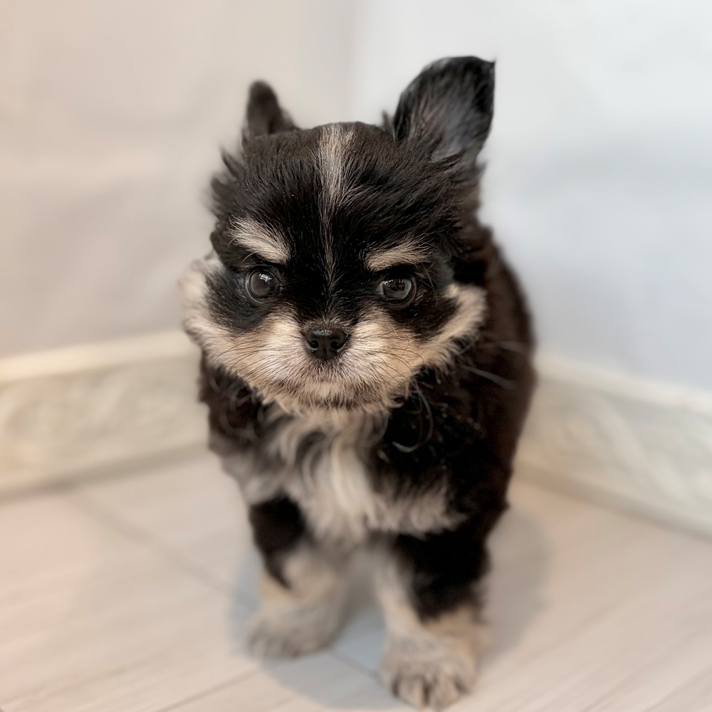 愛知県のチワワ(ロング) (犬の家＆猫の里春日井本店/2026年8月21日生まれ/男の子/ブラッククリームホワイト)の子犬の1枚目の画像