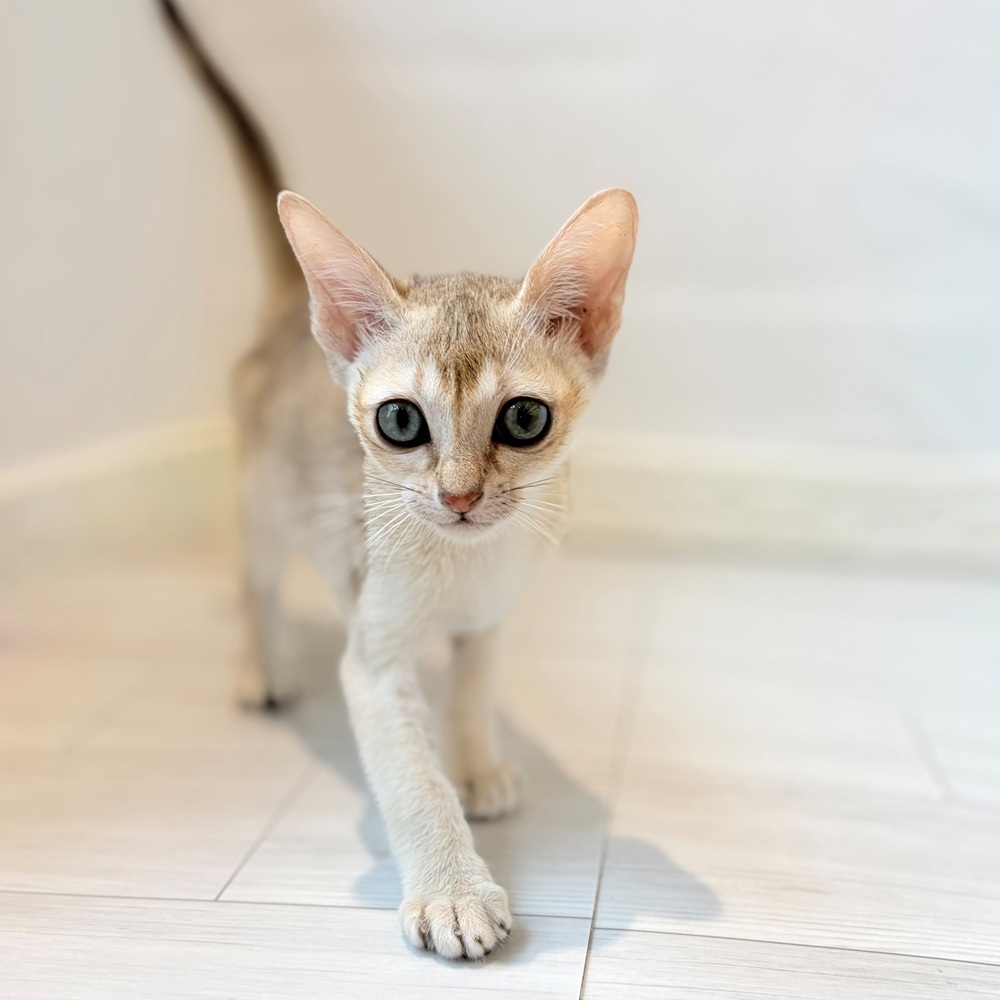 愛知県のシンガプーラ (犬の家＆猫の里春日井本店/2026年8月11日生まれ/男の子/セピアアグーティ)の子猫の1枚目の画像