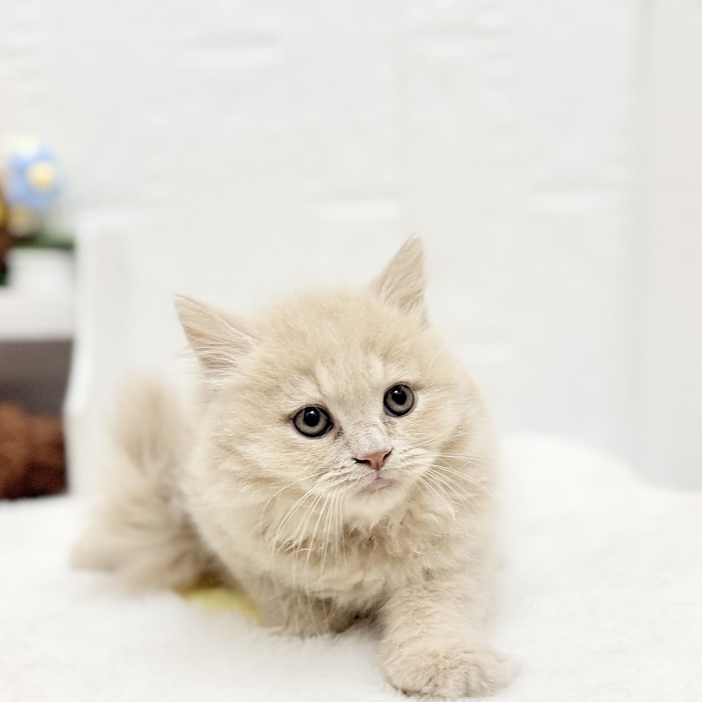 愛知県のマンチカン (犬の家＆猫の里豊川インター店/2026年8月18日生まれ/男の子/クリームタビー)の子猫の1枚目の画像