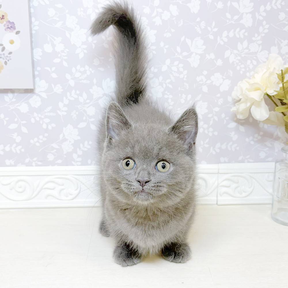 石川県のマンチカン (犬の家＆猫の里アミーゴ金沢おこばた店/2026年8月18日生まれ/男の子/ブルー)の子猫の1枚目の画像