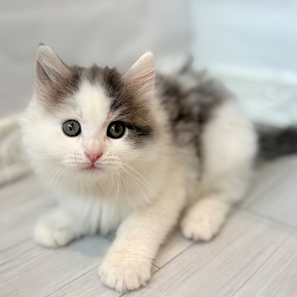愛知県のノルウェージャンフォレストキャット (犬の家＆猫の里春日井本店/2026年8月20日生まれ/男の子/ブルータビーホワイト)の子猫の2枚目の画像