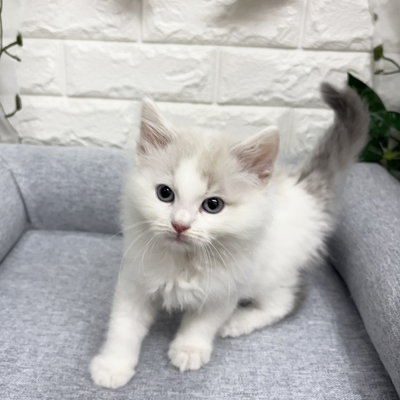 長野県のノルウェージャンフォレストキャット (犬の家＆猫の里塩尻店/2026年8月20日生まれ/男の子/ブルータビーホワイト)の子猫の1枚目の画像