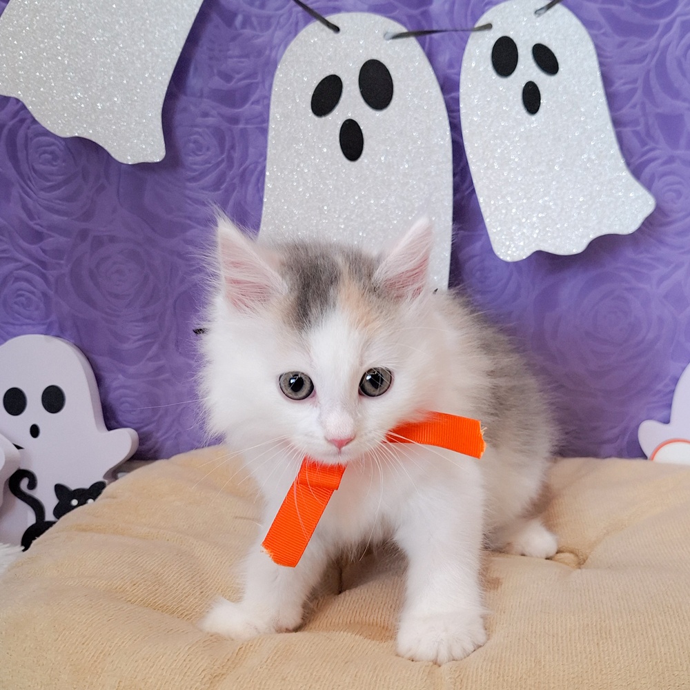 静岡県のノルウェージャンフォレストキャット (犬の家＆猫の里富士店/2026年8月20日生まれ/女の子/ブルーパッチドタビーホワイト)の子猫の1枚目の画像