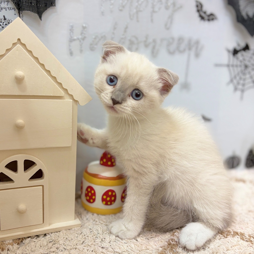 静岡県のスコティッシュフォールド (犬の家＆猫の里プレ葉ウォーク浜北店/2026年8月22日生まれ/女の子/ブルーリンクスポイントホワイト)の子猫の2枚目の画像