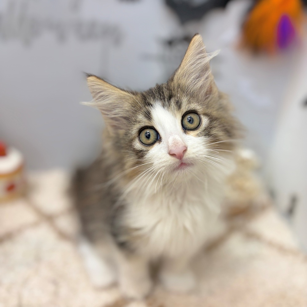 静岡県のノルウェージャンフォレストキャット (犬の家＆猫の里プレ葉ウォーク浜北店/2026年8月20日生まれ/男の子/ブラウンタビーホワイト)の子猫の2枚目の画像