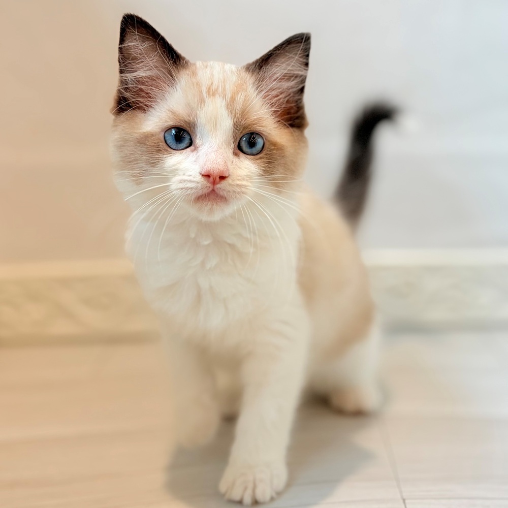 愛知県のラグドール (犬の家＆猫の里春日井本店/2026年8月16日生まれ/男の子/シールポイントバイカラー)の子猫の2枚目の画像