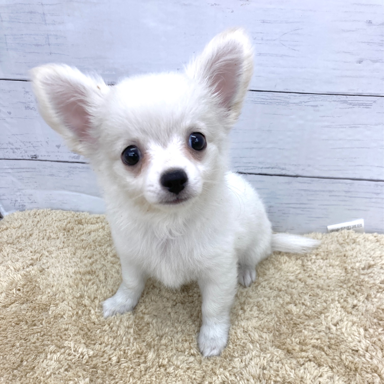 愛知県のチワワ(ロング) (犬の家＆猫の里七宝店/2026年8月17日生まれ/男の子/クリームホワイト)の子犬の1枚目の画像
