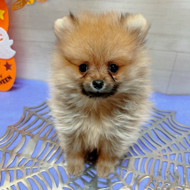 岡山県のポメラニアン (犬の家＆猫の里天満屋ハピーズ西大寺モール店/2026年8月20日生まれ/女の子/オレンジセーブル)の子犬の1枚目の画像