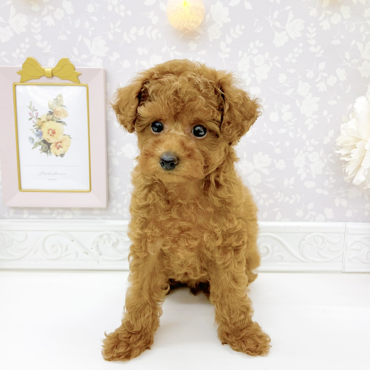 富山県のトイプードル(トイ) (犬の家＆猫の里富山店/2026年8月23日生まれ/女の子/レッド)の子犬の1枚目の画像