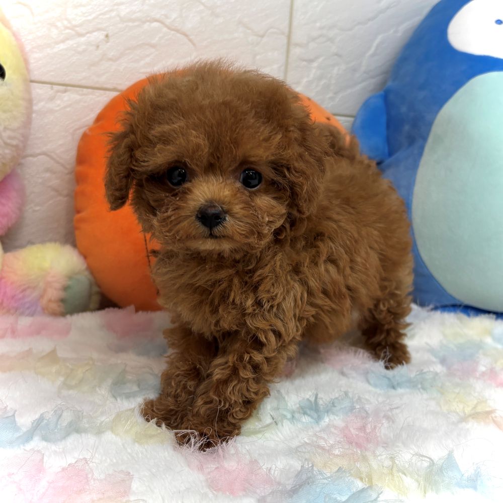 兵庫県のトイプードル(ティーカップ) (犬の家＆猫の里ゆめタウン姫路店/2026年8月14日生まれ/女の子/レッドフォーン)の子犬の2枚目の画像