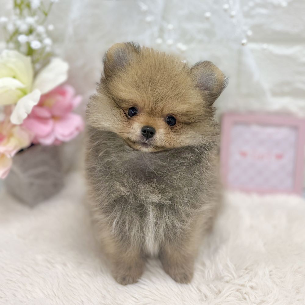 福井県のポメラニアン (犬の家＆猫の里アミーゴ福井大和田店/2026年8月21日生まれ/女の子/オレンジセーブル)の子犬の1枚目の画像