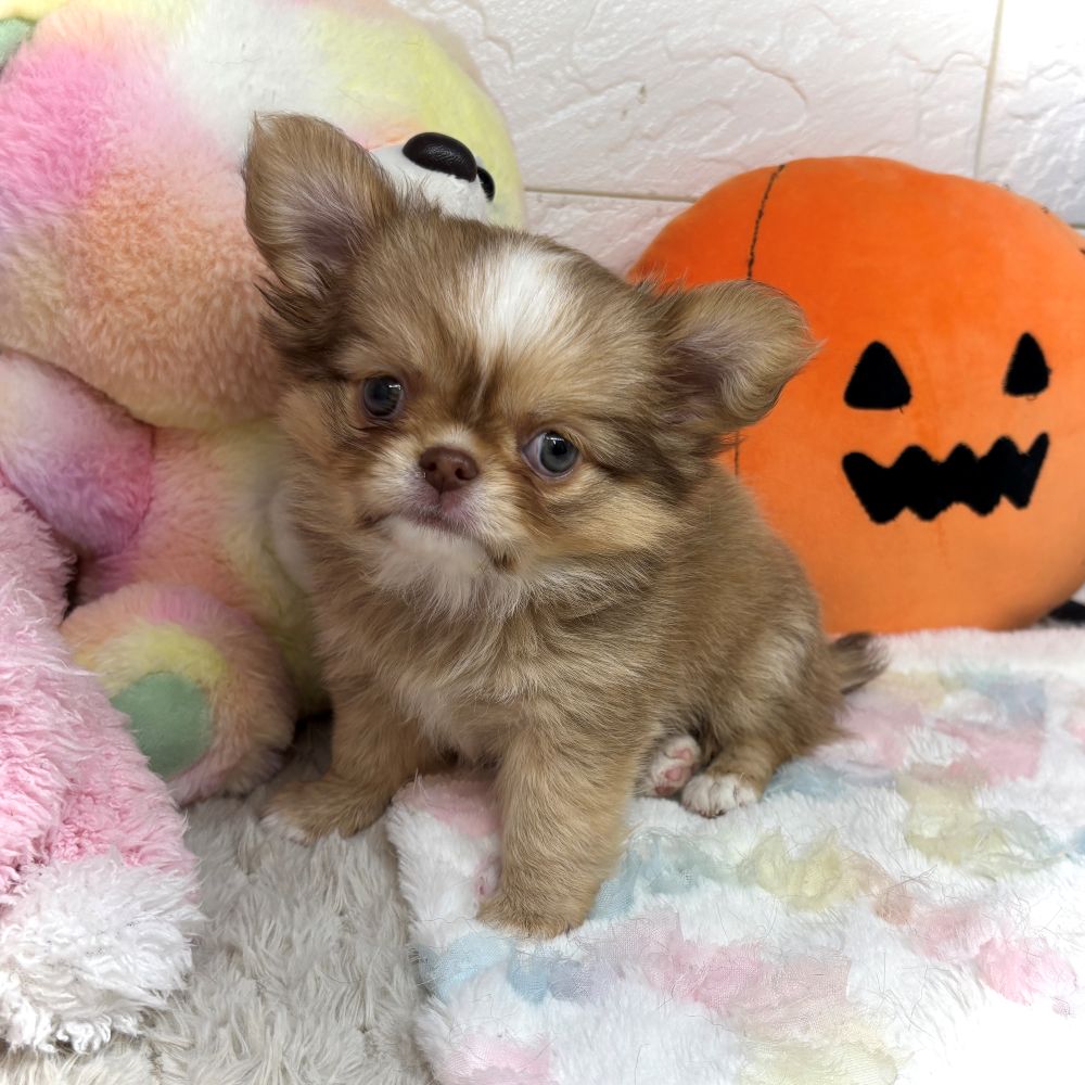 兵庫県のチワワ(ロング) (犬の家＆猫の里ゆめタウン姫路店/2026年8月21日生まれ/女の子/フォーンホワイト)の子犬の1枚目の画像