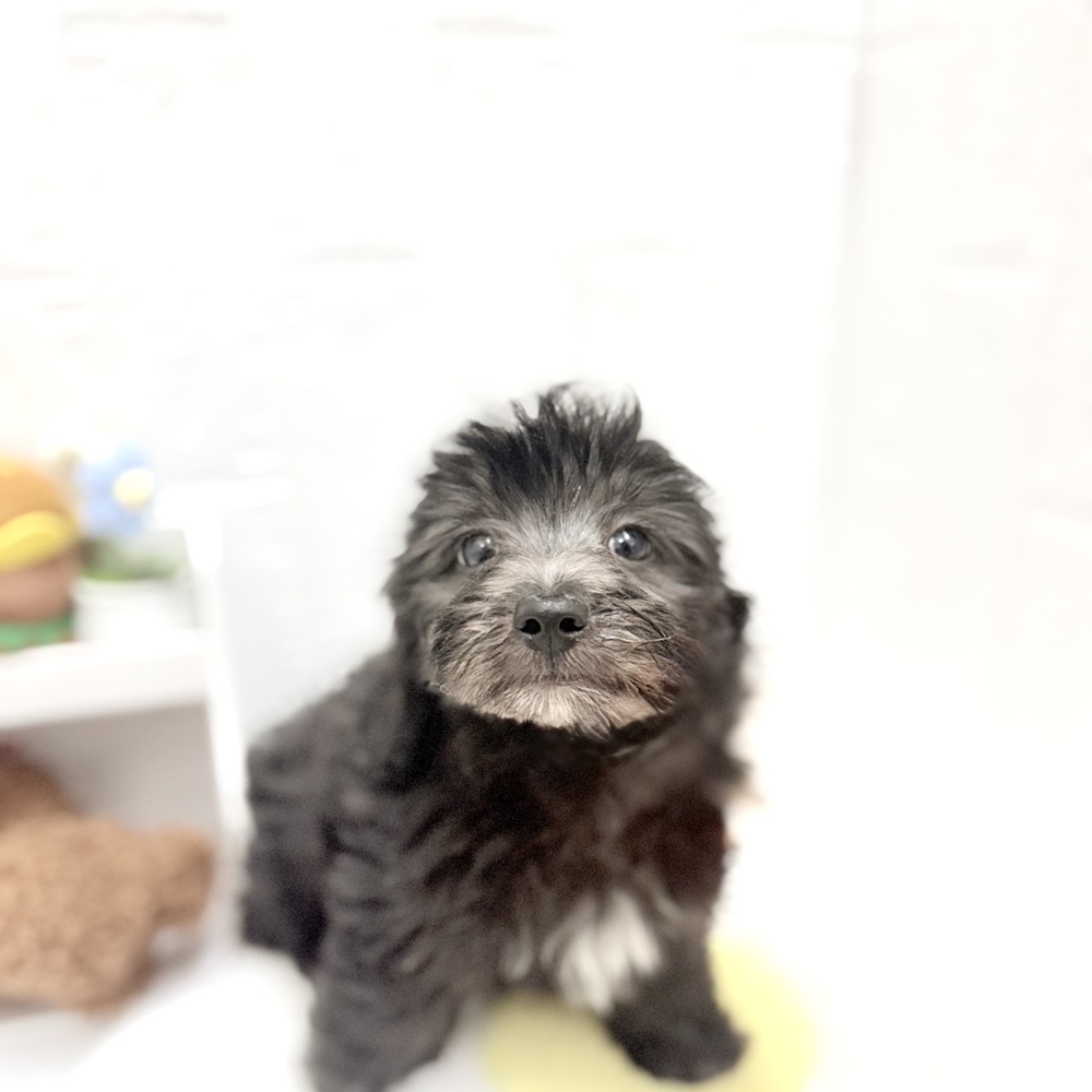 愛知県のマルックス(マルチーズ×ダックス) (犬の家＆猫の里豊川インター店/2026年8月18日生まれ/男の子/シルバー)の子犬の2枚目の画像