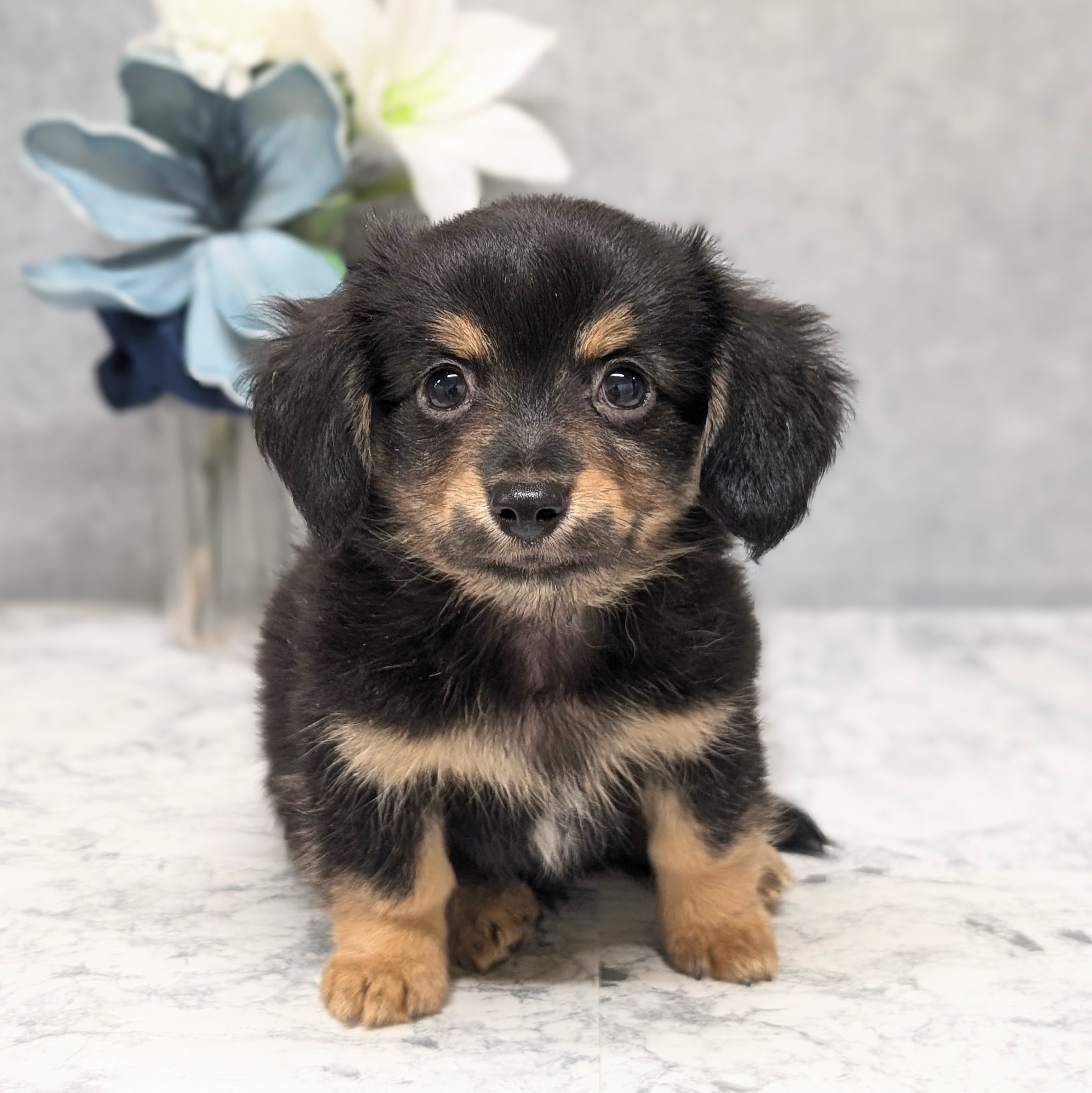 愛知県のチワックス(チワワ×ダックス) (犬の家＆猫の里安城店/2026年8月23日生まれ/男の子/ブラックタン)の子犬の1枚目の画像