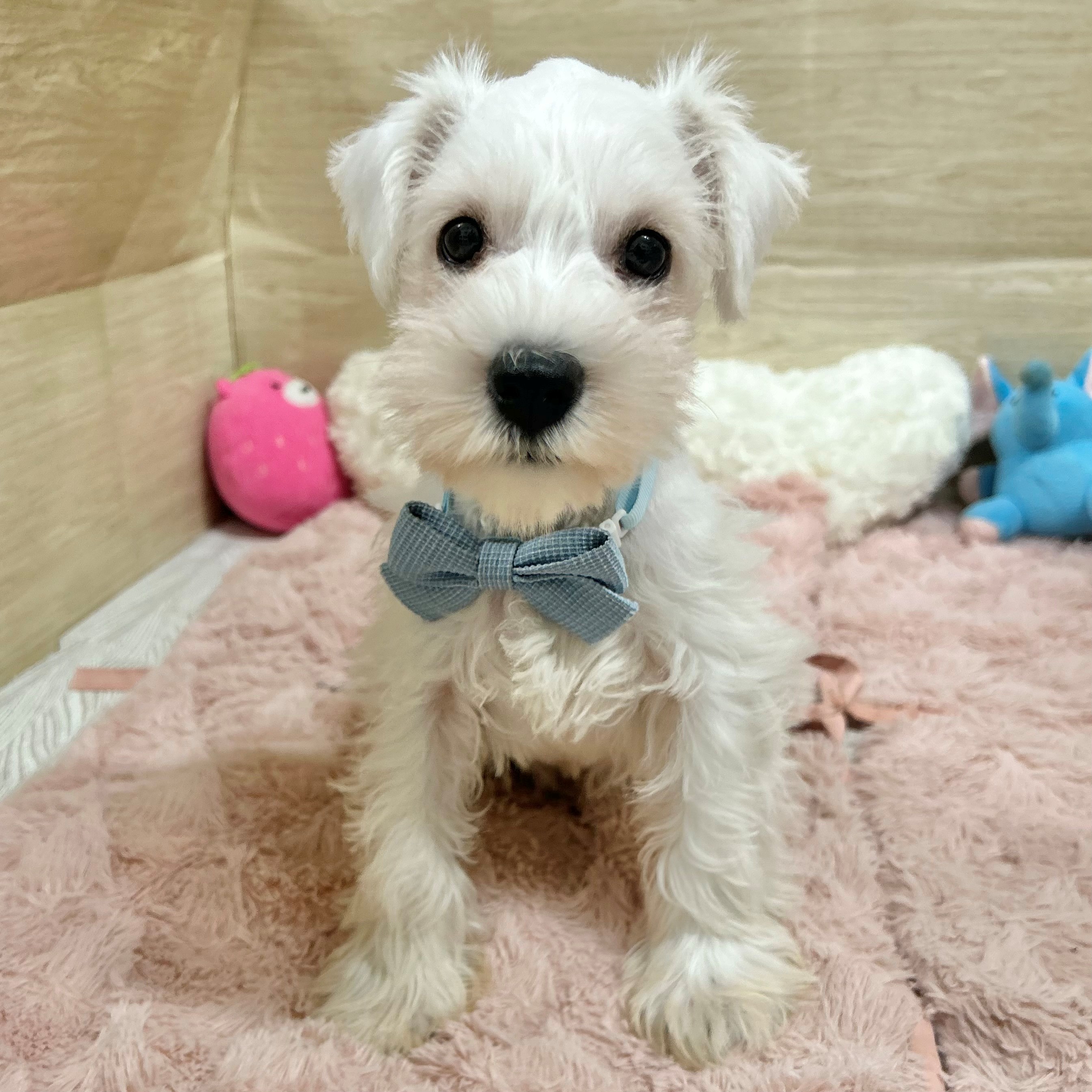 大阪府のミニチュアシュナウザー (犬の家＆猫の里そよら東岸和田店/2026年8月21日生まれ/女の子/ホワイト)の子犬の2枚目の画像