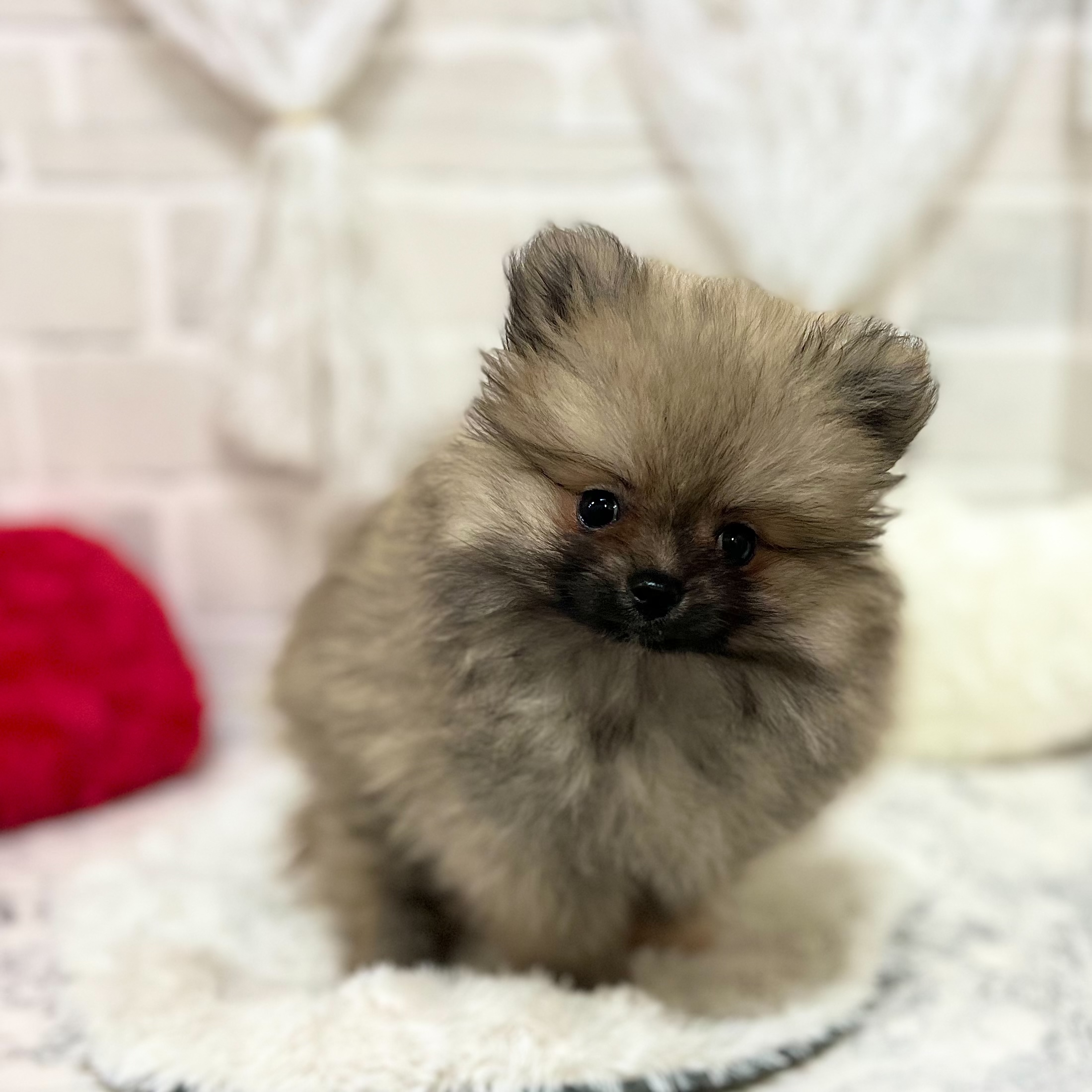 京都府のポメラニアン (犬の家＆猫の里京都精華店/2026年8月23日生まれ/女の子/ウルフセーブル)の子犬の1枚目の画像
