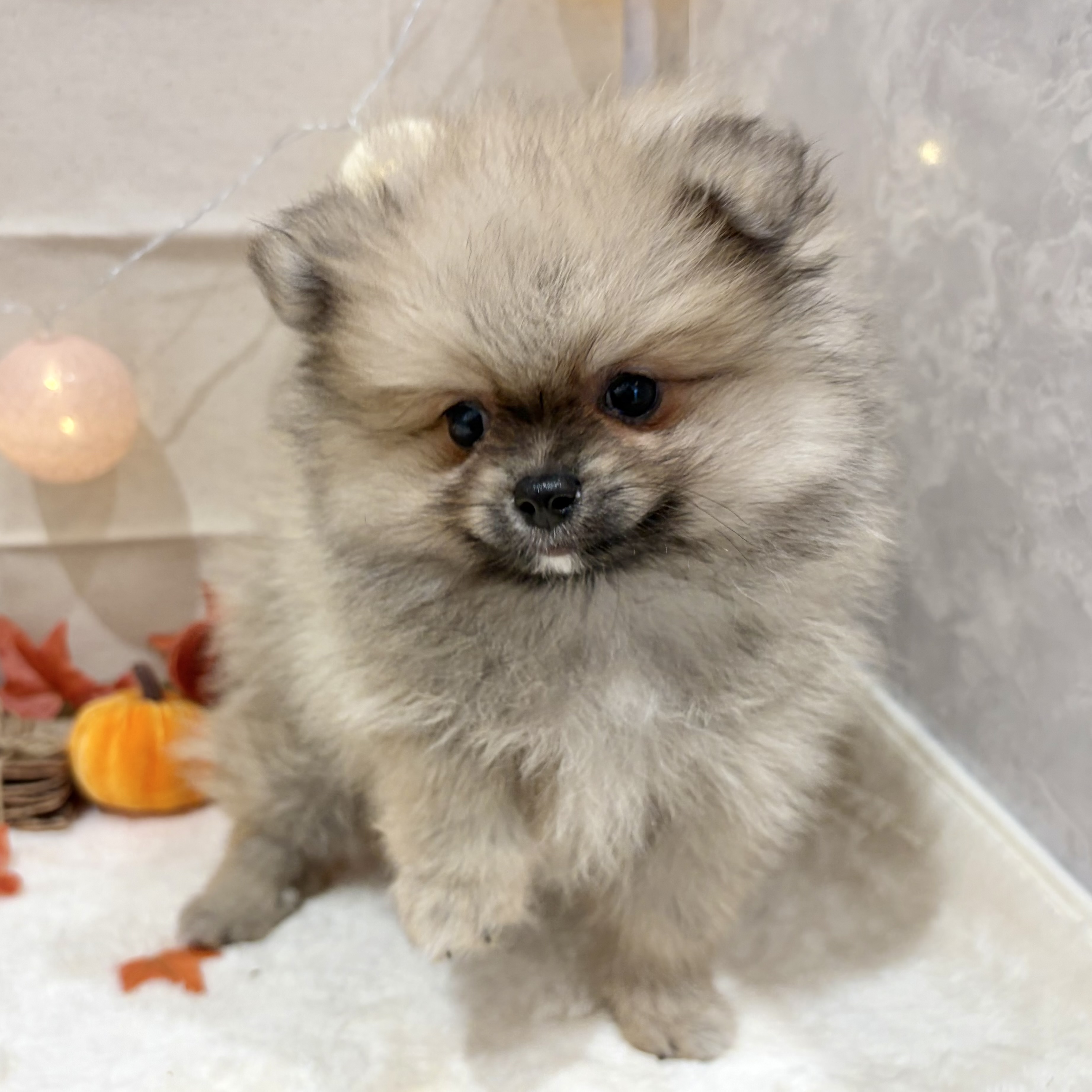 福岡県のポメラニアン (犬の家＆猫の里くりえいと宗像店/2026年8月23日生まれ/男の子/ウルフセーブル)の子犬の2枚目の画像
