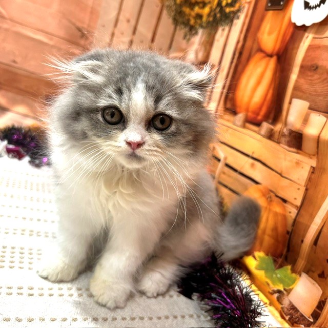 福岡県のスコティッシュフォールド (犬の家＆猫の里トリアス久山店/2026年8月20日生まれ/女の子/ブルーホワイト)の子猫の1枚目の画像
