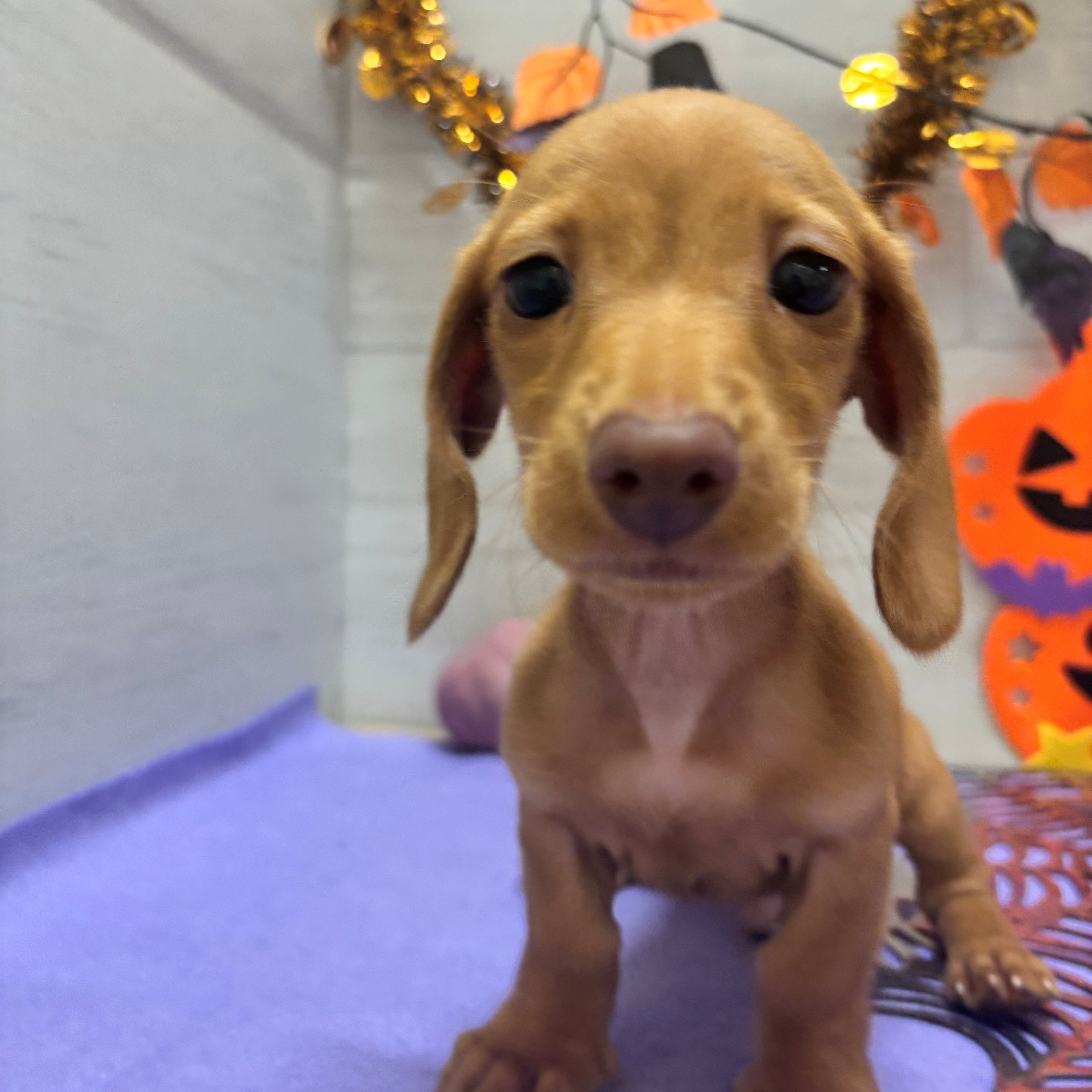 岡山県のミニチュアダックスフンド(スムース) (犬の家＆猫の里天満屋ハピーズ西大寺モール店/2026年8月19日生まれ/男の子/ゴールド)の子犬の1枚目の画像
