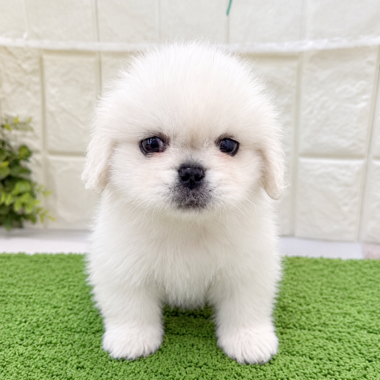 岡山県のペキニーズ (犬の家＆猫の里倉敷店/2026年8月21日生まれ/男の子/ホワイト)の子犬の1枚目の画像