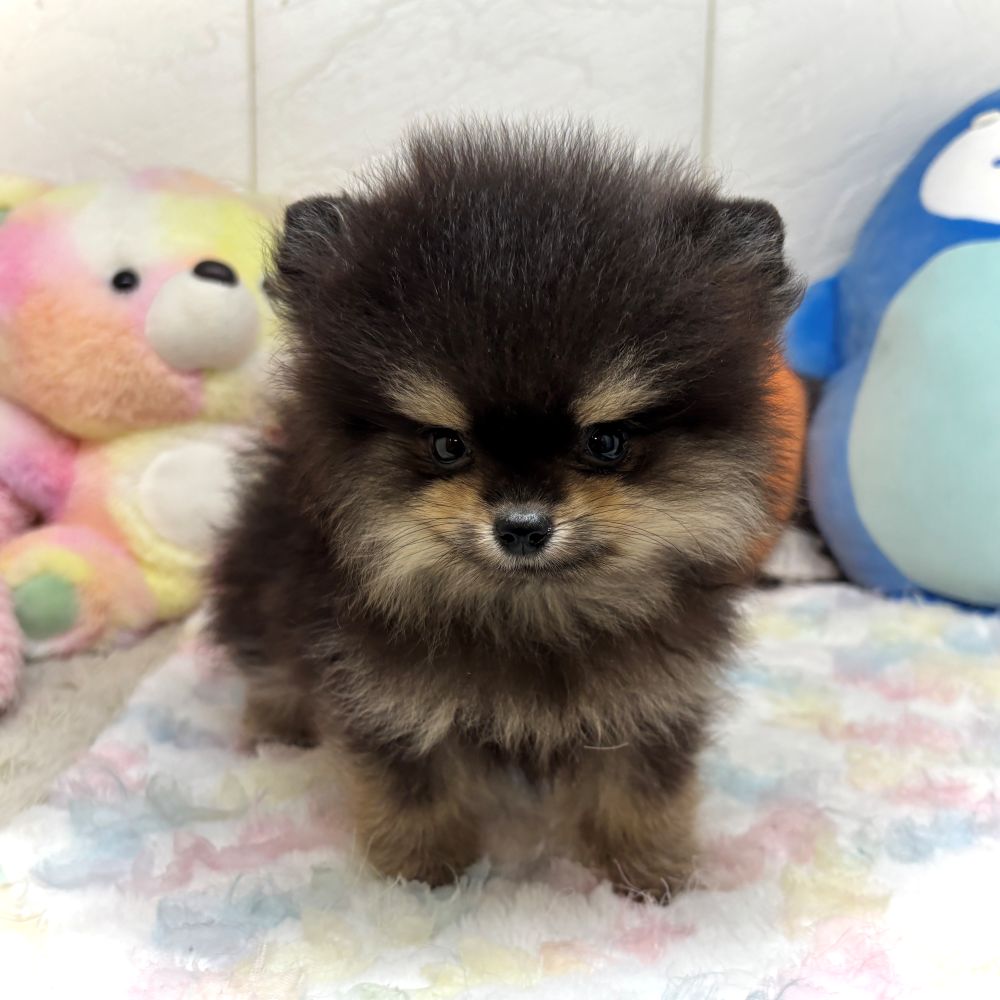 兵庫県のポメラニアン (犬の家＆猫の里ゆめタウン姫路店/2026年8月15日生まれ/女の子/ブラックタン)の子犬の1枚目の画像