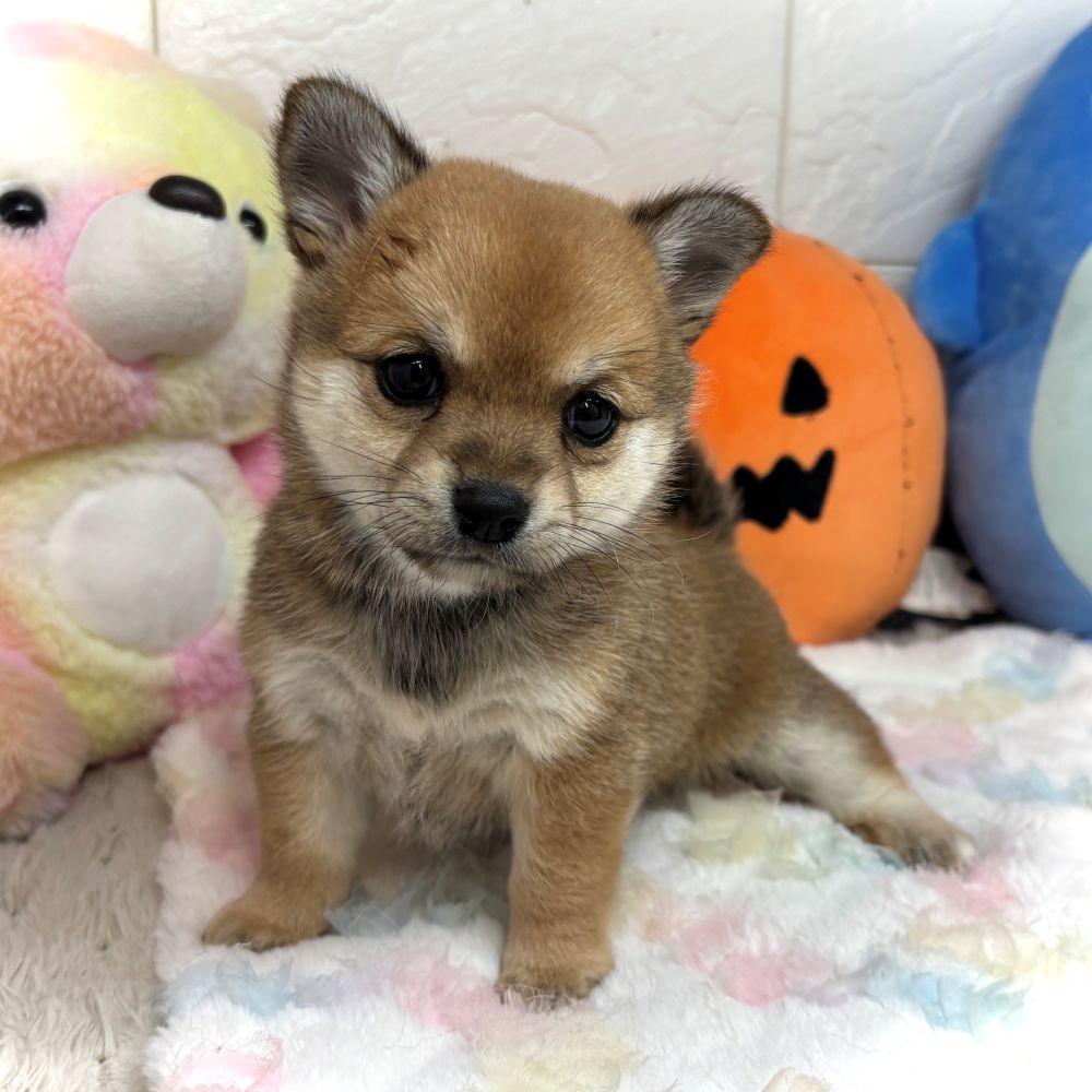 兵庫県のチワ柴/柴チワ/チワシバ(チワワ×柴) (犬の家＆猫の里ゆめタウン姫路店/2026年8月23日生まれ/女の子/赤)の子犬の2枚目の画像