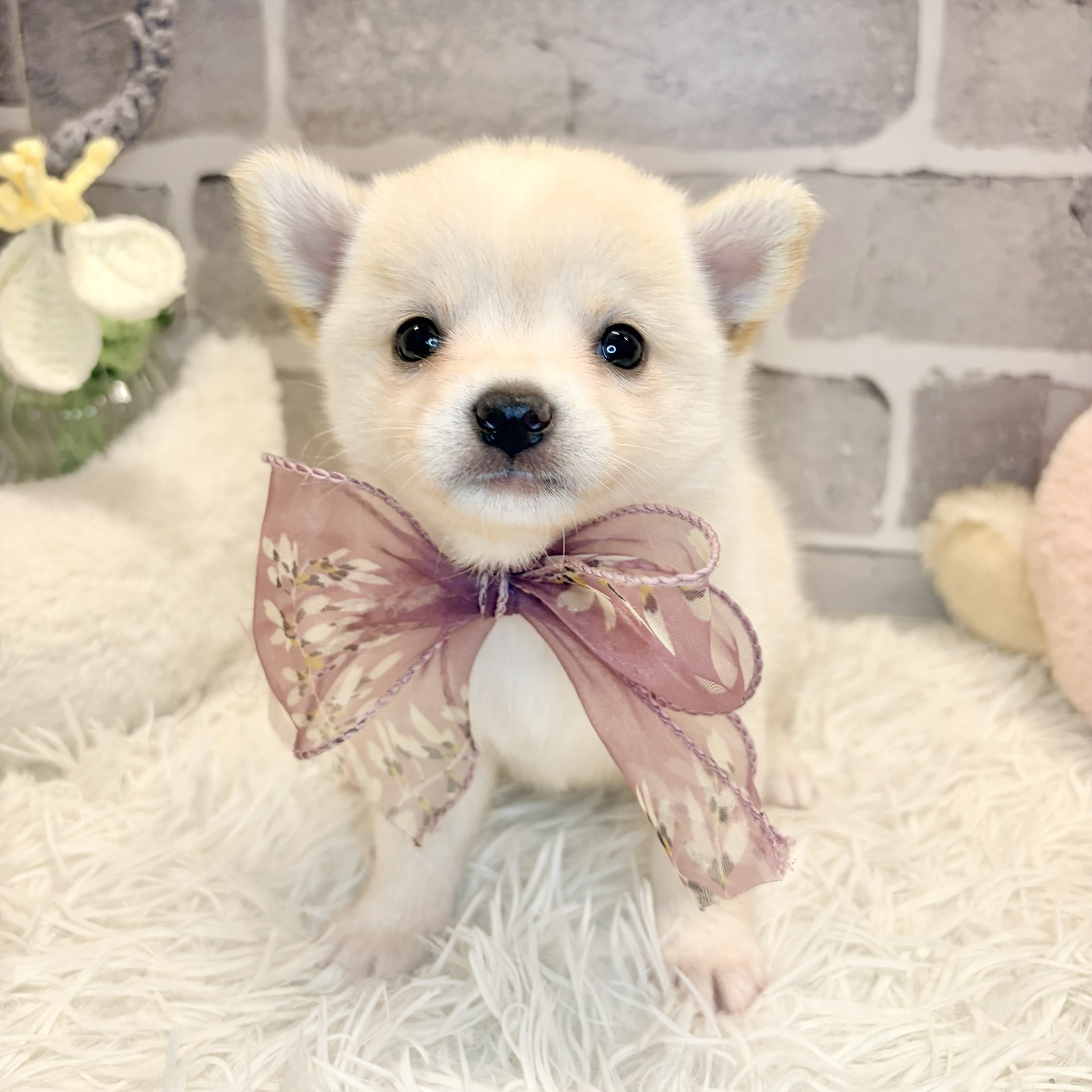 ハーフ犬女の子の写真