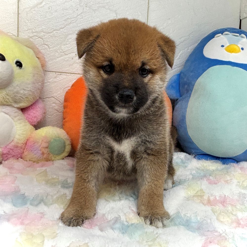兵庫県の柴犬(標準サイズ) (犬の家＆猫の里ゆめタウン姫路店/2026年8月21日生まれ/男の子/赤)の子犬の1枚目の画像
