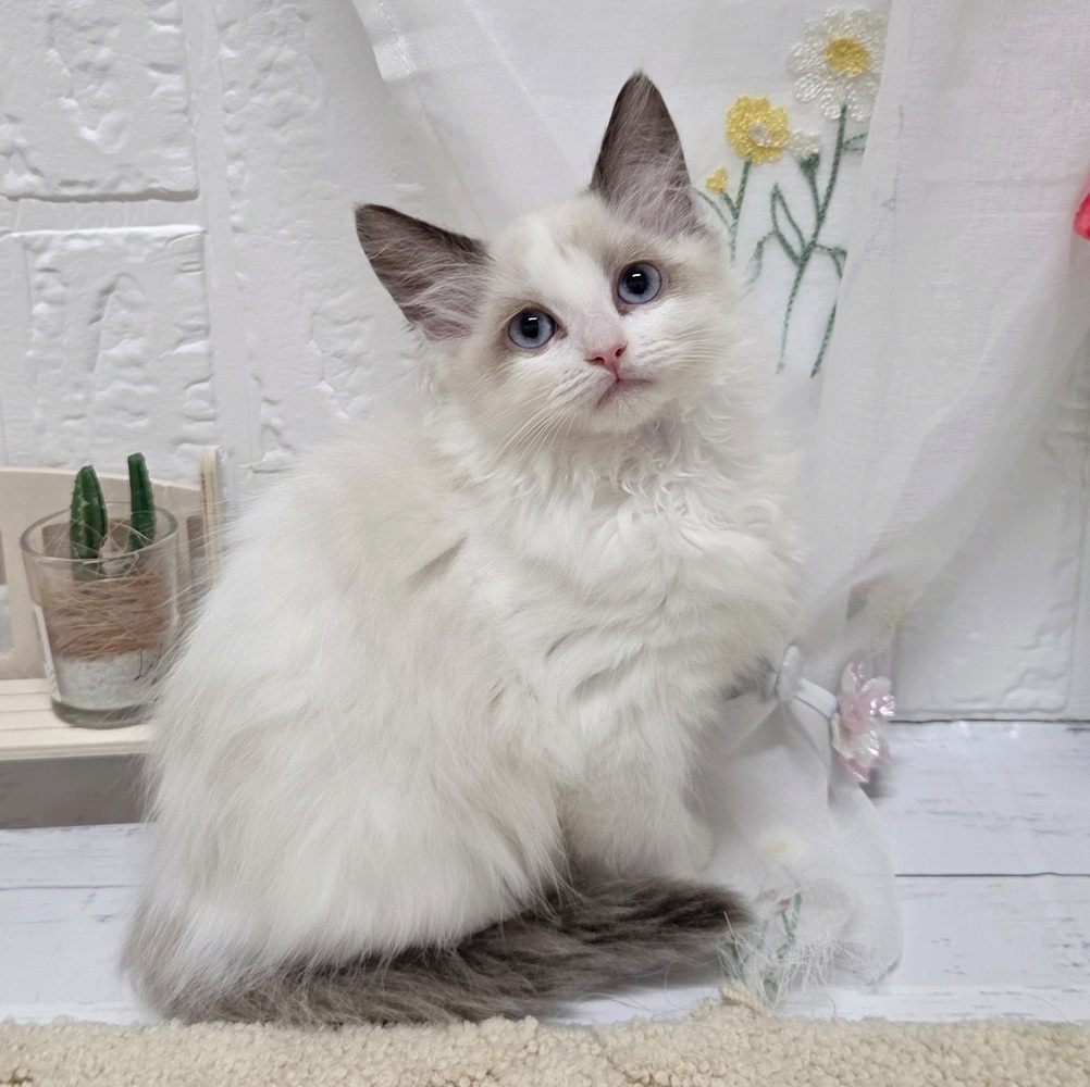 岡山県のラグドール (犬の家＆猫の里岡山店/2026年8月13日生まれ/女の子/シールポイントバイカラー)の子猫の1枚目の画像